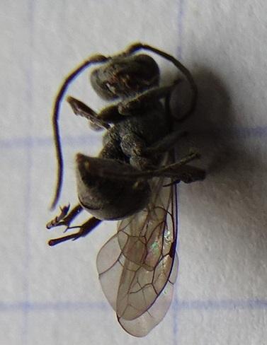 Auplopus carbonarius