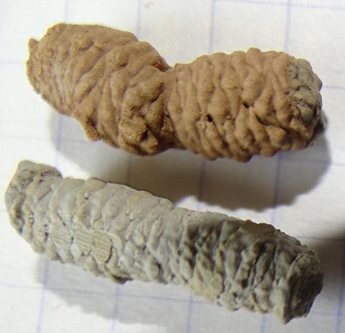Auplopus carbonarius