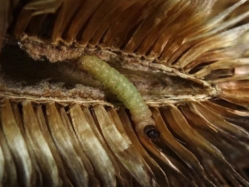 Endothenia sp.