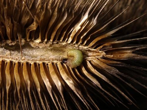 Endothenia sp.