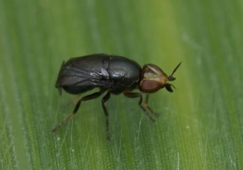 Réf. 249 873 : Camarota curvipennis