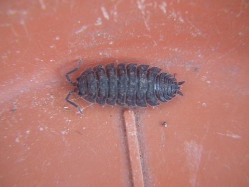 Porcellio scaber