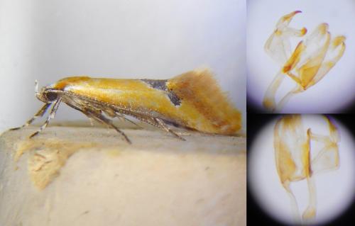 Batia lambdella