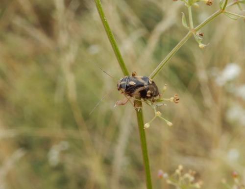 Réf. 249 526 : Cyphodema instabilis