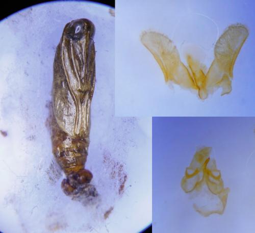 Apomyelois ceratoniae