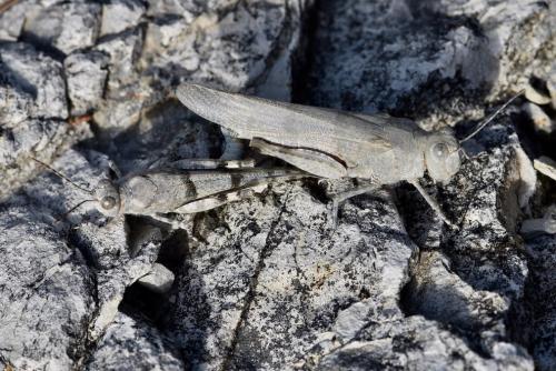 Réf. 249 629 : Sphingonotus caerulans