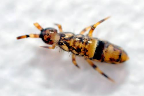 Orchesella cincta