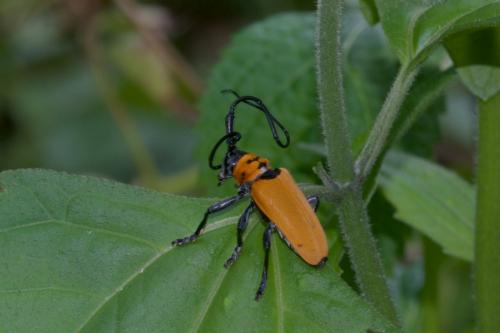 Cereopsius praetorius