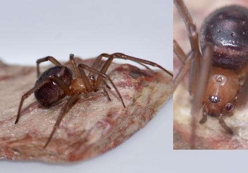 Steatoda grossa