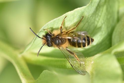 Andrena flavipes