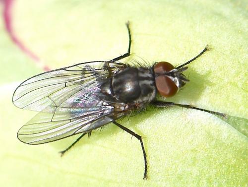 Réf. 249 796 : Anthomyiinae inconnu