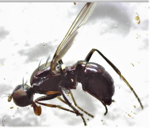 Réf. 249 724 : Sepsis sp.