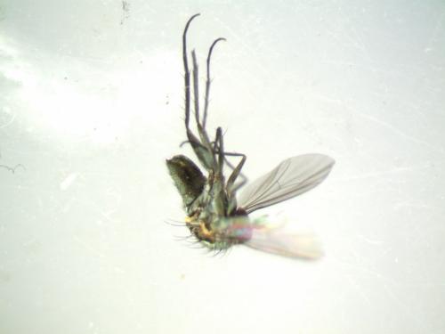 Medetera sp.