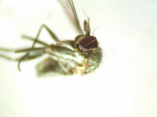 Medetera sp.