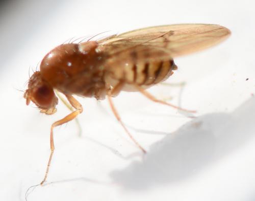 Drosophila sp.