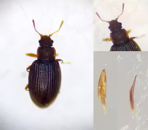 Enicmus histrio
