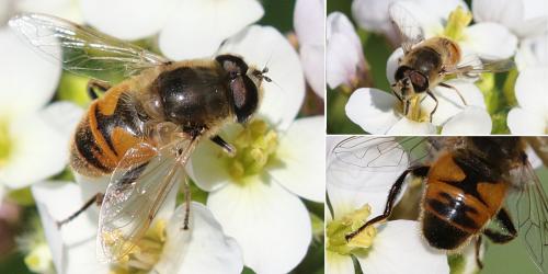 Eristalis tenax