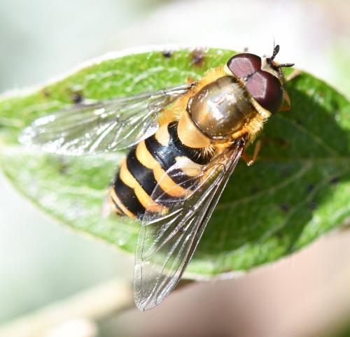 Réf. 249 744 : Syrphus torvus