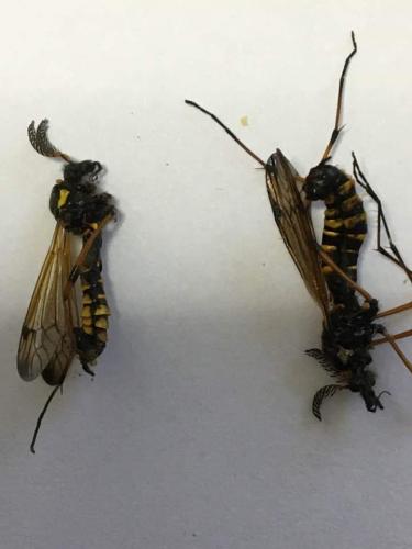 Réf. 249 154 : Ctenophora flaveolata
