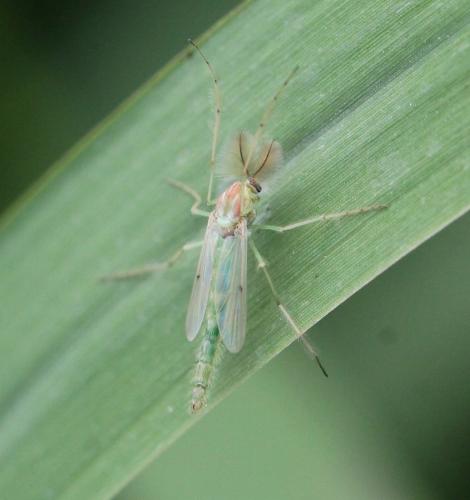Chironomus sp.