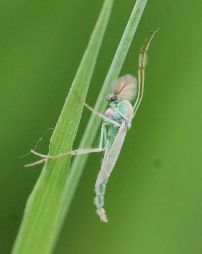 Réf. 249 469 : Chironomus sp.