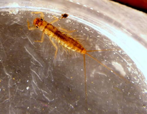 Habroleptoides confusa