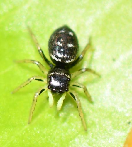 Heliophanus cupreus