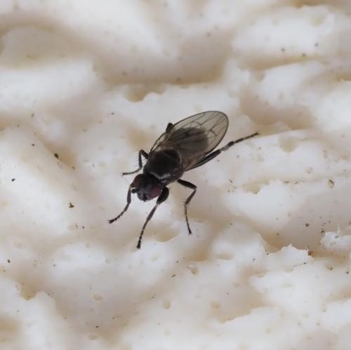 Réf. 249 456 : Copromyzinae inconnu