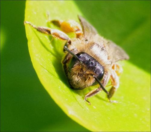 Andrena flavipes