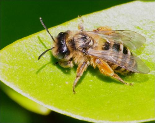 Andrena flavipes