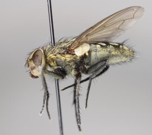 Pollenia sp.
