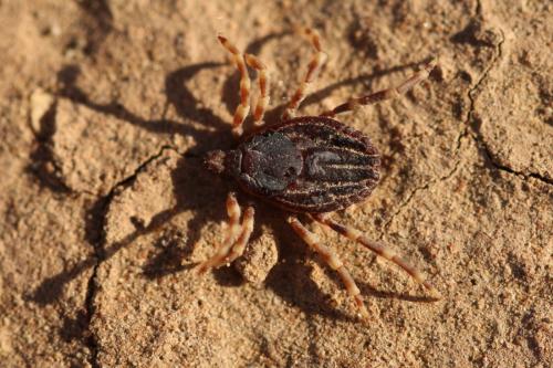 Réf. 249 078 : Hyalomma dromedarii