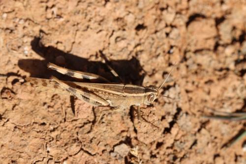 Réf. 249 227 : Heteracris sp.
