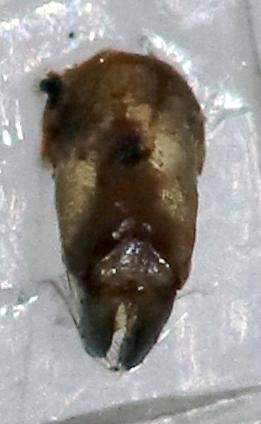 Anomala laevisulcata