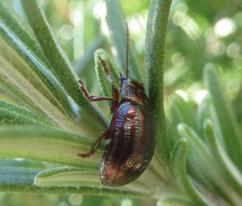 Réf. 249 893 : Chrysolina americana
