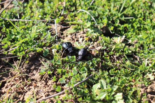 Réf. 249 454 : Meloe tuccius