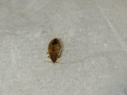 Cimex lectularius