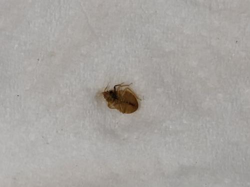 Cimex lectularius