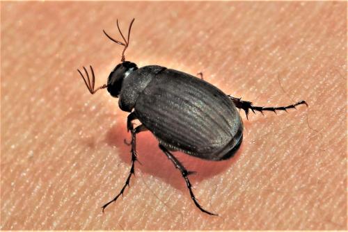 Réf. 249 959 : Maladera holosericea