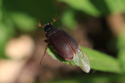 Réf. 249 961 : Maladera holosericea