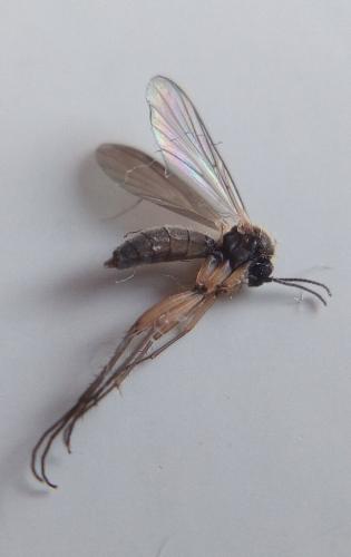 Boletina sp.
