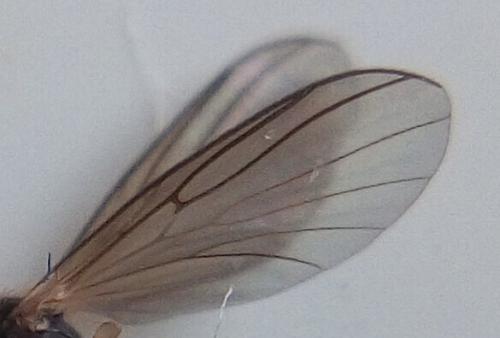 Réf. 249 028 : Boletina sp.