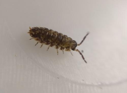 Réf. 249 133 : Porcellio scaber