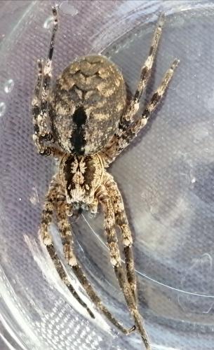 Zoropsis spinimana