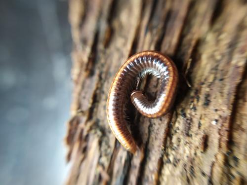 Réf. 249 790 : Ommatoiulus sabulosus
