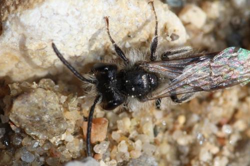 Andrena sp.