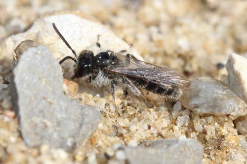Andrena sp.