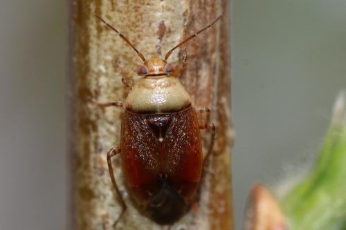 Réf. 249 643 : Agnocoris sp.