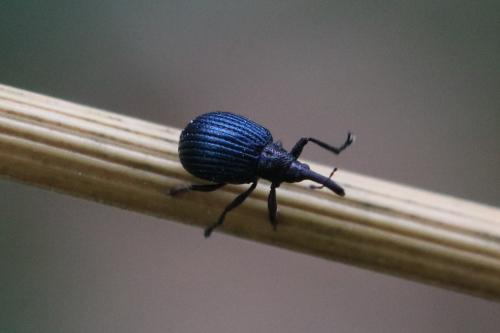 Réf. 249 495 : Holotrichapion pisi