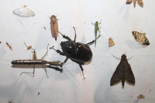 Augosoma sp.
